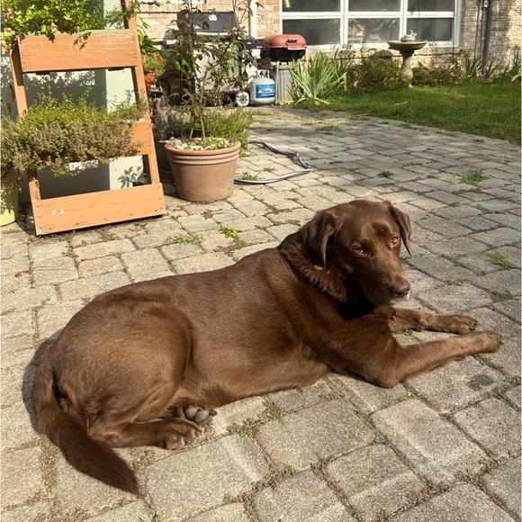 Meet your Posher, Stella - Picture 3 of 3